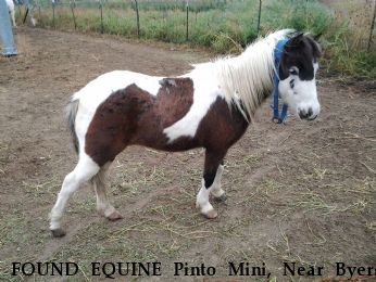 FOUND EQUINE Pinto Mini, Near Byers, CO, 80103